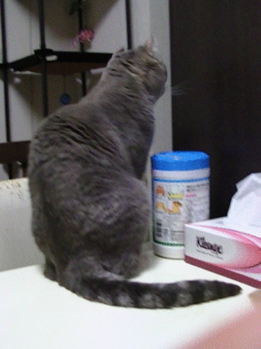 1353586214O0OD4HcjZ0MFJ8q1353586211.gif