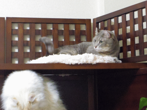 1357525883FaCIjtczniv27x11357525881.gif