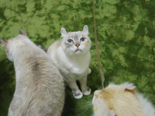 1367923618GsvLk7w_iQnrgJB1367923614.gif