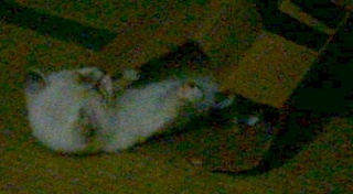 207FA1~1_00003249.jpg