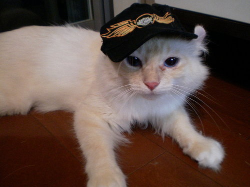 キャップ 004.jpg