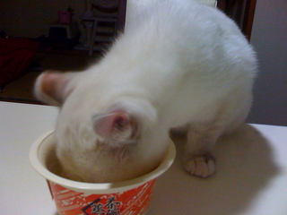 猫まっしぐら.bmp