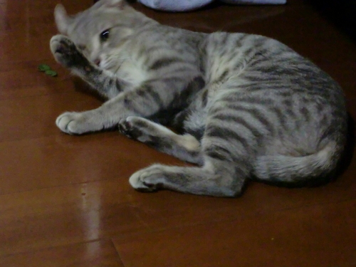 またたび 022.jpg