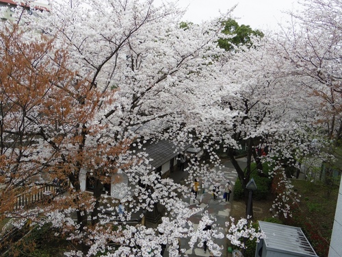 音無親水公園p-2.jpg