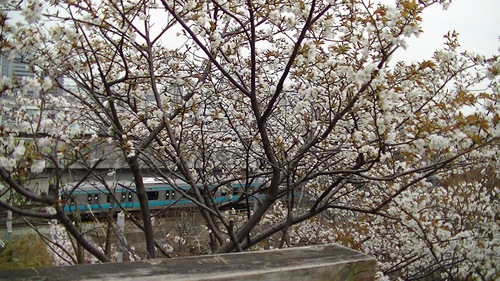 飛鳥山公園1.jpg