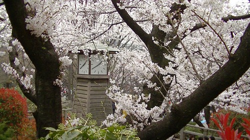 飛鳥山公園2.jpg