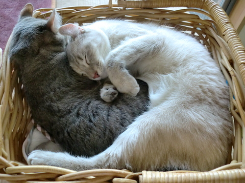 2010クリスマス 015.jpg