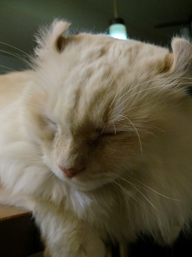 2010年大晦日 018.jpg