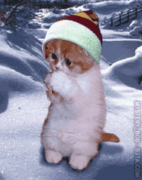 GIF1.png