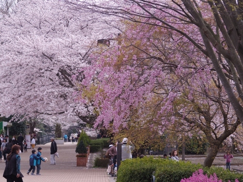 IMGP1225 (640x480).jpg