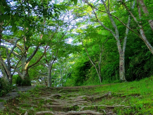 IMGP2142 (640x480).jpg