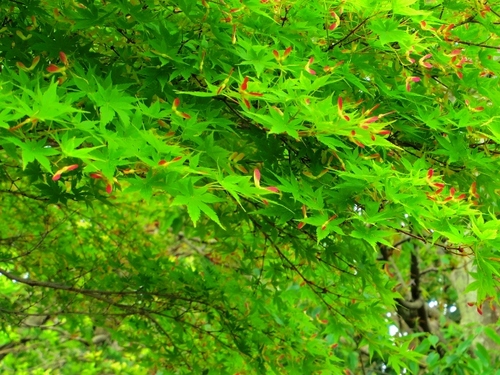 IMGP2301 (640x480).jpg