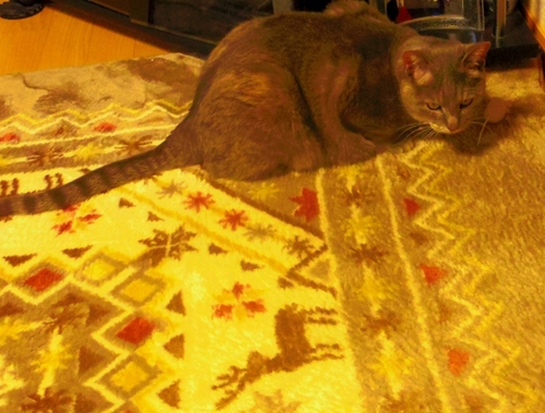 IMGP2349 (640x486).jpg