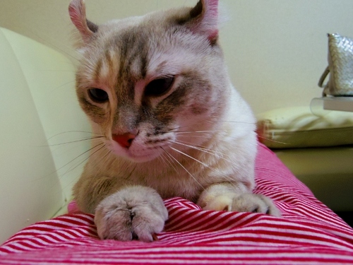 IMGP2404 (640x480).jpg