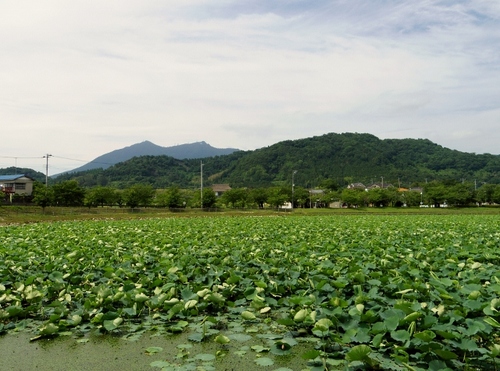 IMGP3117 (640x476).jpg