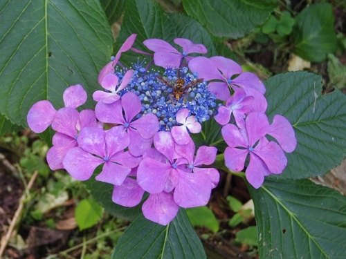 IMGP3165 (640x480).jpg