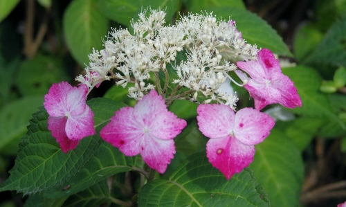 IMGP3199 (640x383).jpg