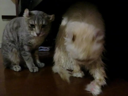 neko 002.jpg