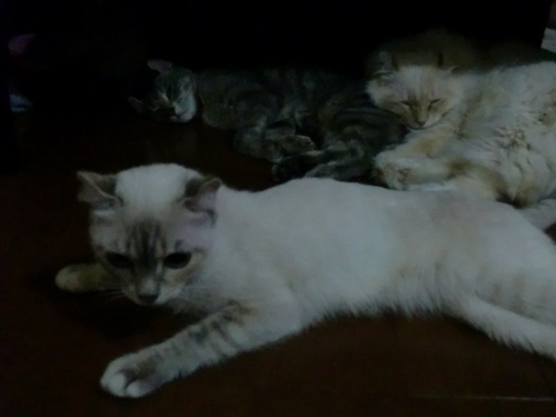 neko 006.jpg