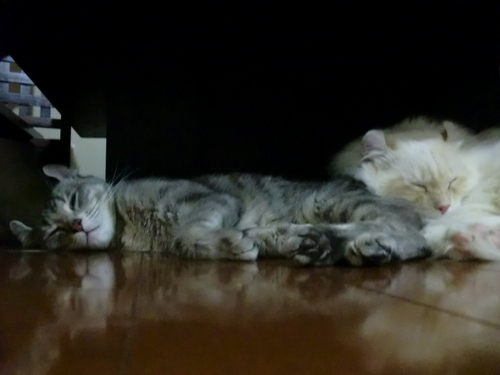 neko 008.jpg