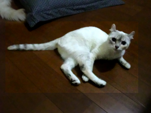 neko 012.jpg