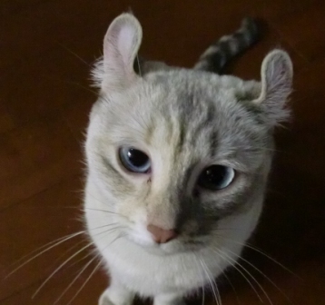 tobuzoo 133.jpg