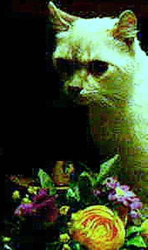 yo-da4_001.jpg